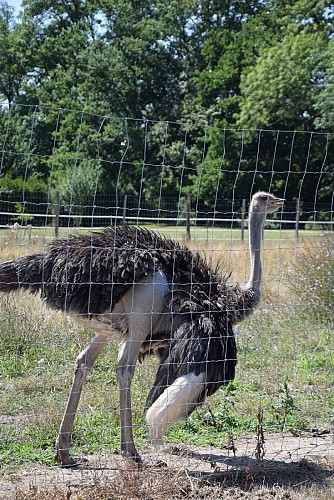 autruche-neuvicoise--19B-