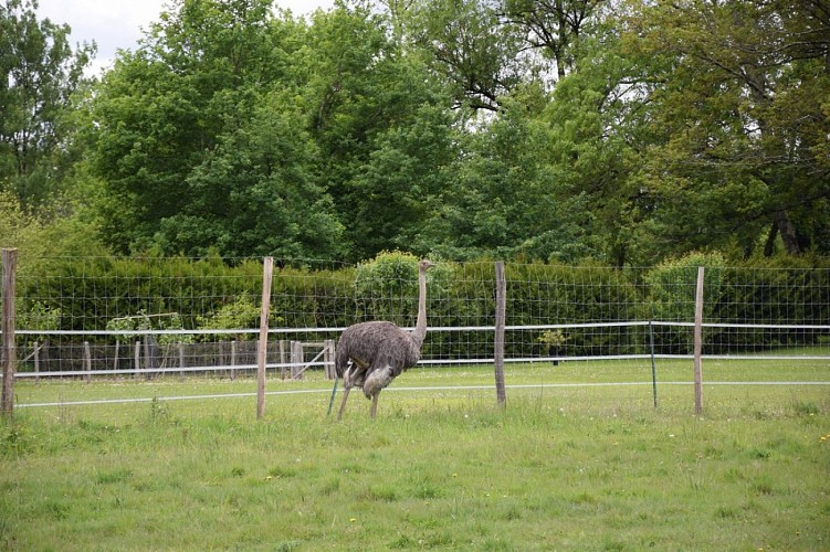 Autruches-neuvicoises--8-