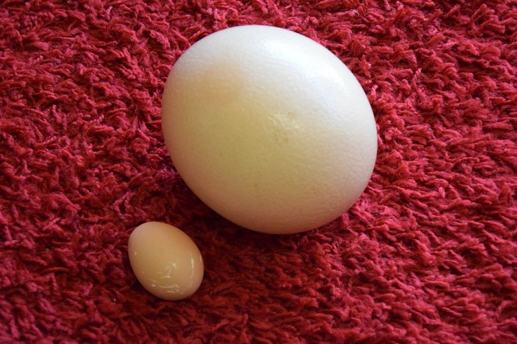 Autruches-neuvicoises--38-