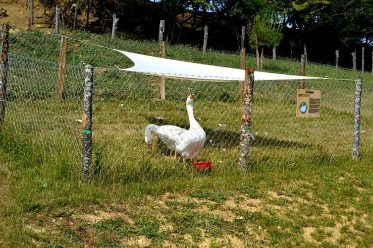 Melly Golf Pavan Castelnau sur Gupie