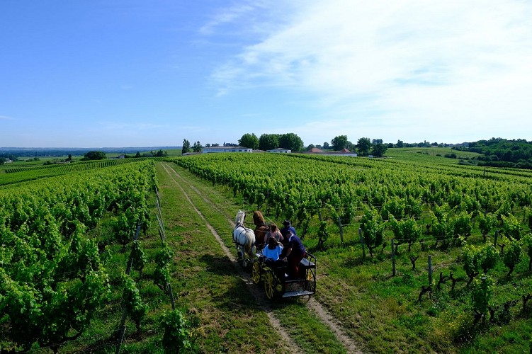 Château La Tour Blanche - BOMMES - Sud-Gironde 6