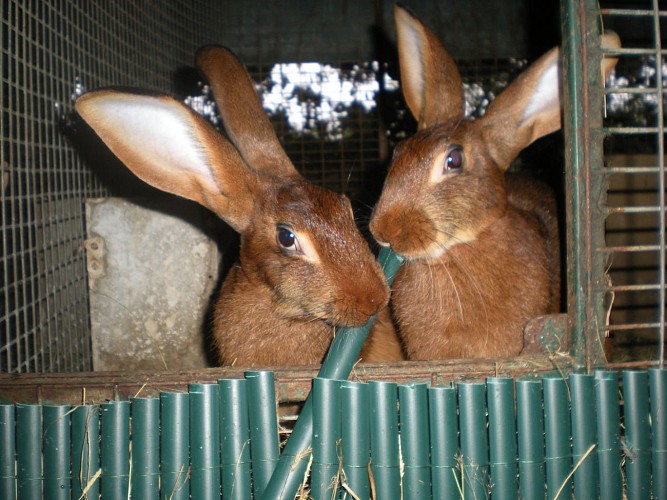 Forêt des Lapins - Lapins