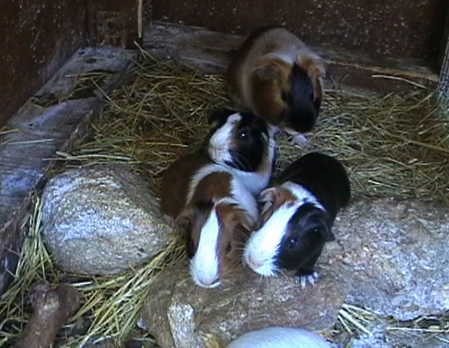 Forêt des lapins - Lapins cochon