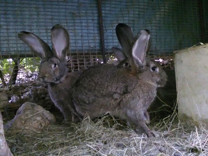Forêt des lapins - lapins flandres