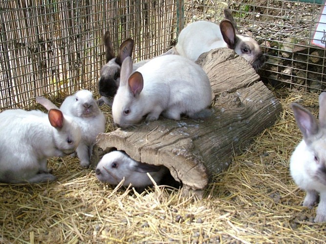 Forêt des lapins - lapins sablé
