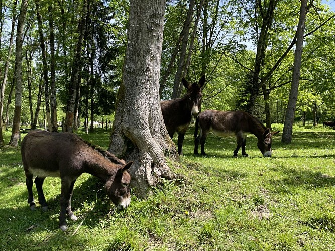 Parcours santé de St-Pée - Anes - OLORON SAINTE-MARIE (©OTHB)