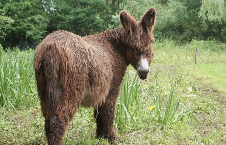 Le baudet du Poitou