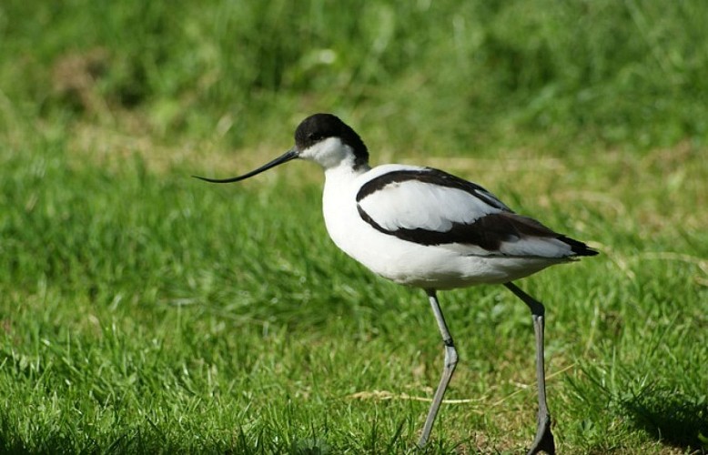 Guifette du parc ornithologique