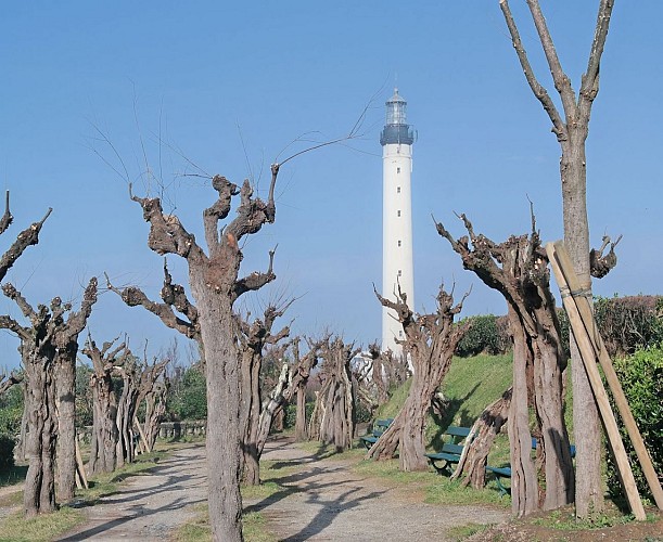 Le Phare-Biarritz-Vue avec tamaris en premier plan.