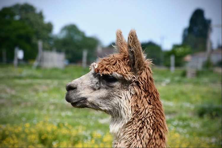 Catho, alpaga Suri