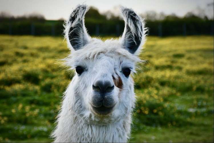 Nectar, lama du Territoire des Lamas &amp; Alpagas au Parc