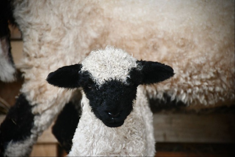 Thalès, bébé Nez noirs du Valais