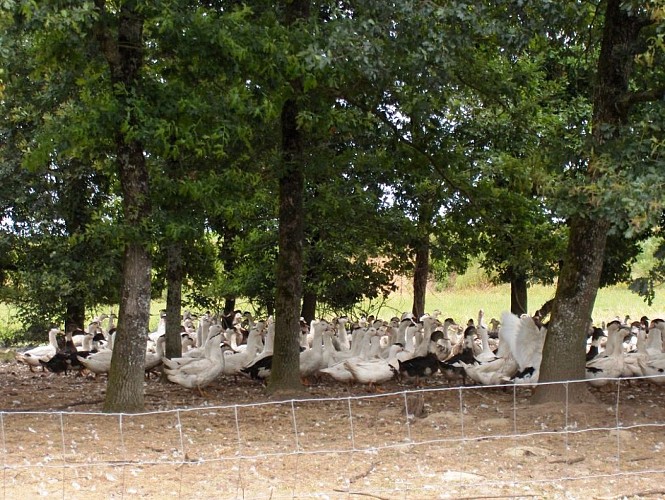 Canards en plein air - Ferme Loupret