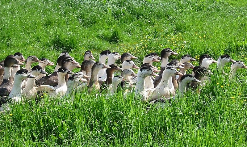 canard dans prairie