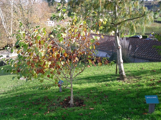 Armand David - Arboretum