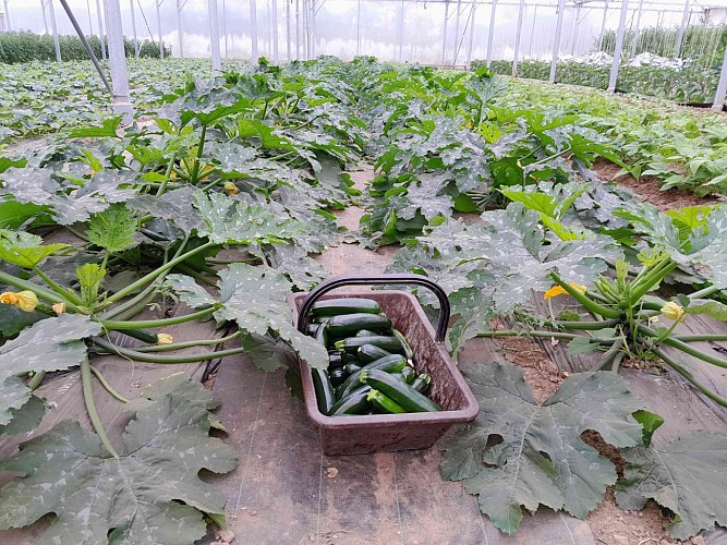 Ramassage courgettes