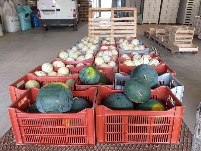 Ramassage melons et pastèques