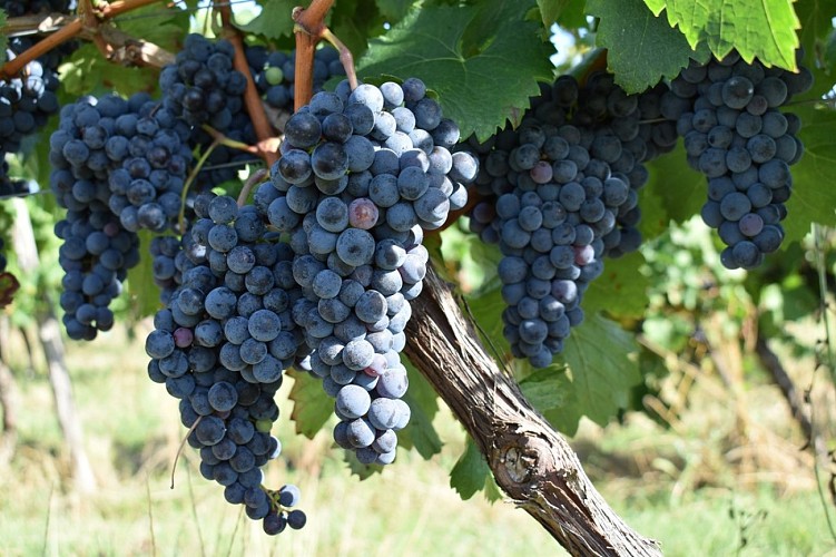 Domaine Amblard aout2020 (6)