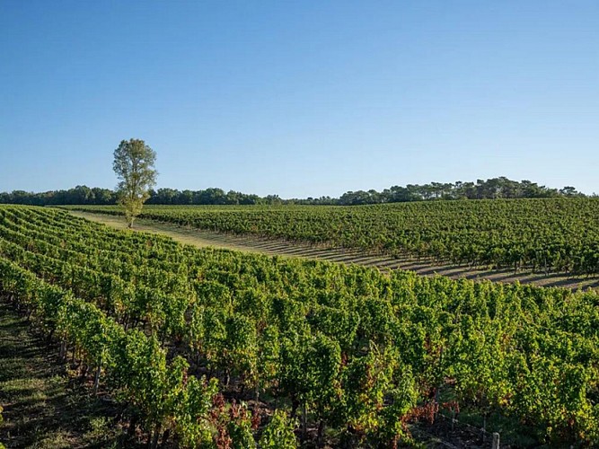 Domaine Grand Mayne 2024 (4)