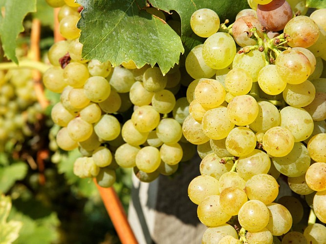 Domaine Grand Mayne 2024 (11)