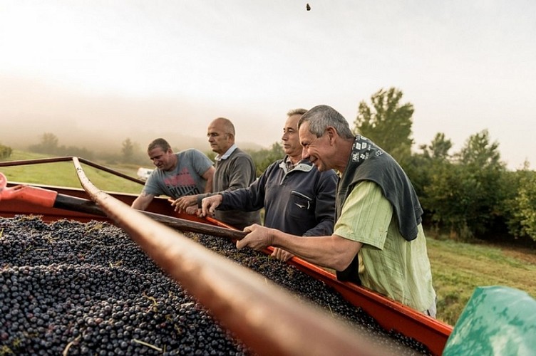 Vignerons de Buzet_Vendanges