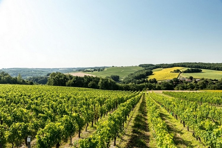 Vignerons de Buzet_Vignoble