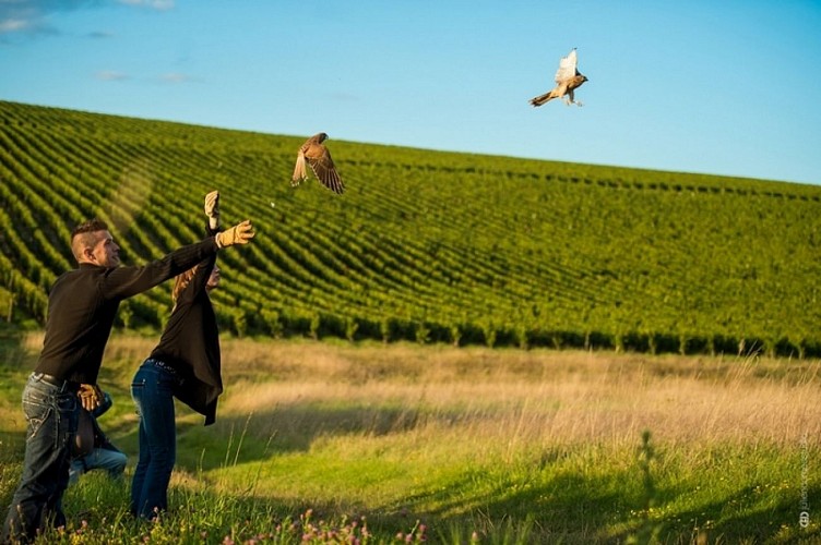 Vignerons de Buzet_lâcher de rapaces