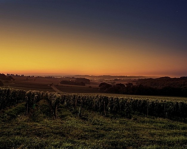 Vignerons de Buzet_Vignoble 2