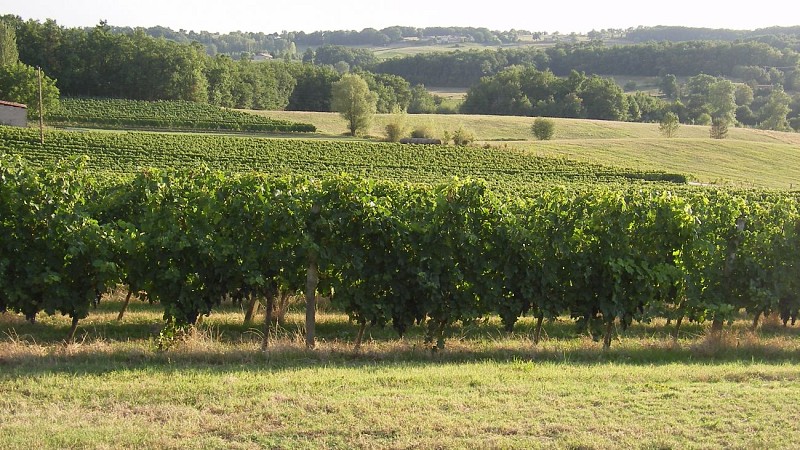 Château Bois Clair - Frédéric SERNAGLIA