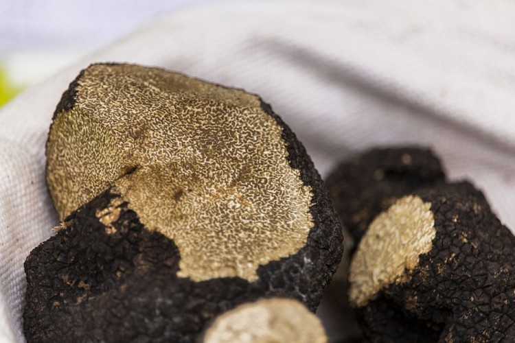 Truffe de l'Albret