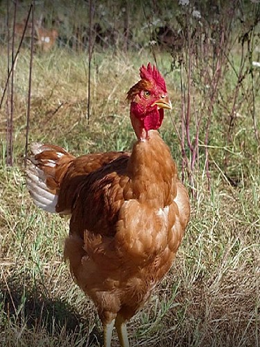 saint-pierre-de-clairac-le-clos-saint-pierre-destination-agen-tourisme