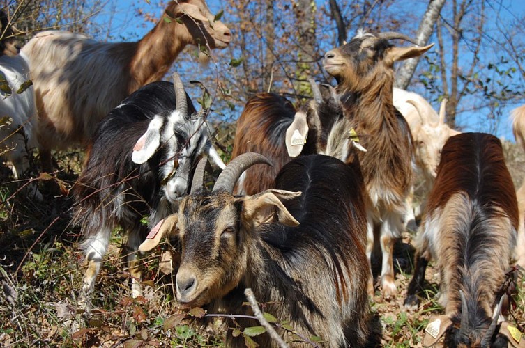 Les chèvres de Stéphanie visuel2