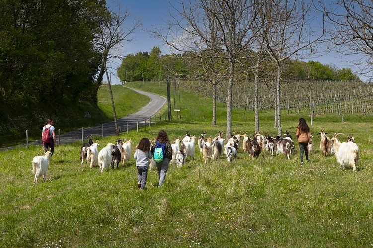 Les chèvres de Stéphanie 2021 (1)