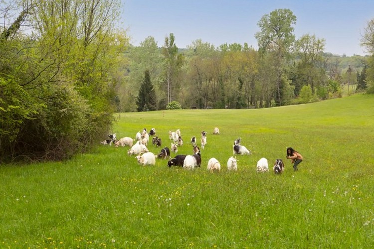 Les chèvres de Stéphanie 2021 (7)