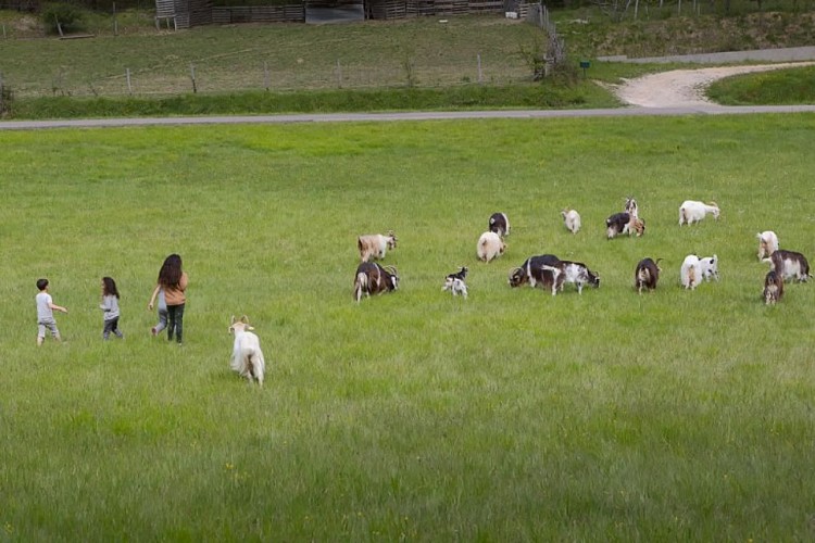 Les chèvres de Stéphanie 2021 (6)