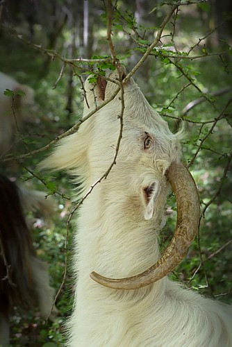 Les chèvres de Stéphanie 2021 (4)