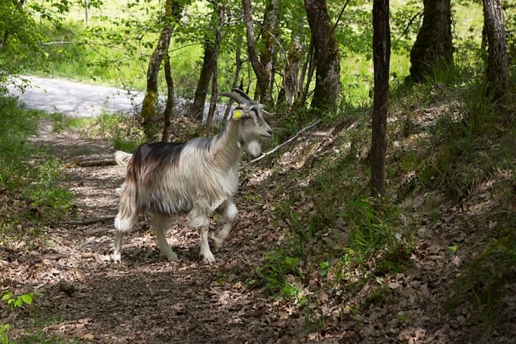 Les chèvres de Stéphanie 2021 (3)