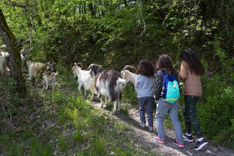 Les chèvres de Stéphanie 2021 (2)