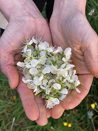 fleur de prune