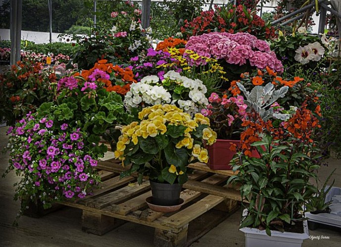 Les serres des Caulins 2