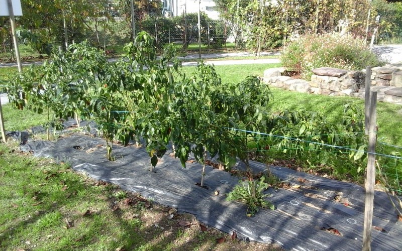 Ttipia - Production de piment