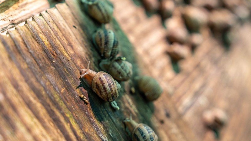 Lannecaube ferme escargots©MMALVEZIN (41)