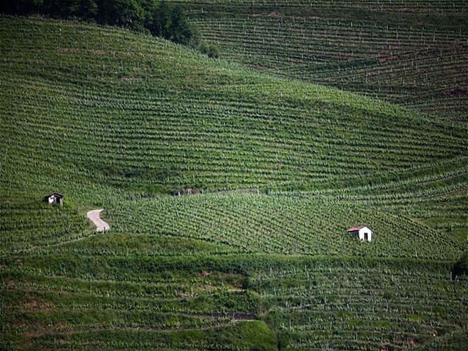 Domaine Mourguy - vignes en terrasses