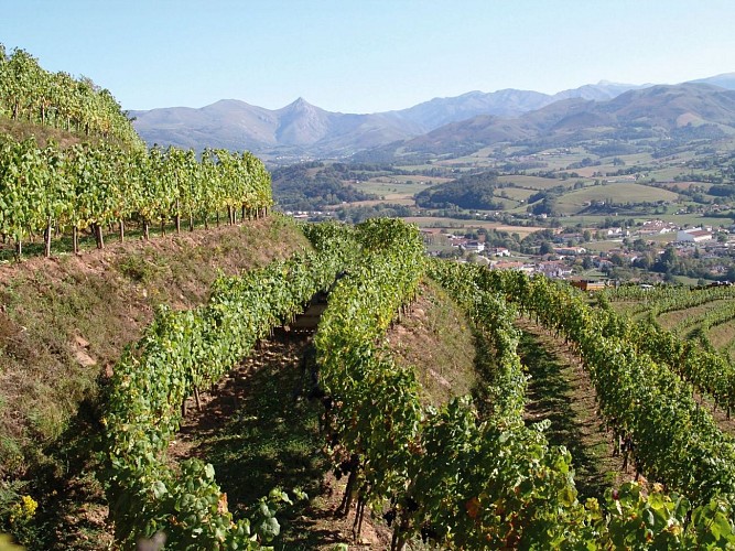 PHOTOS-VIGNES-LAQUET-FIAU-def