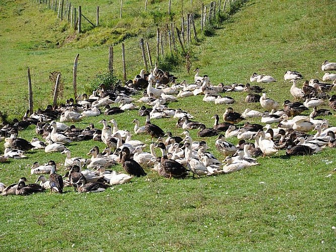 Ferme Agerria - canards