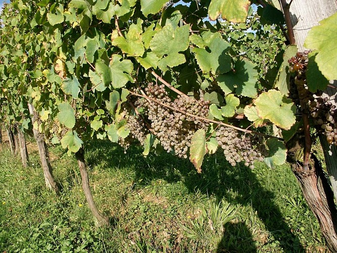vignau - le raisin