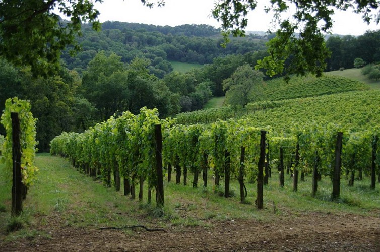 Domaine Vignau La Juscle - Aubertin - vignoble