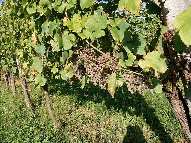 Domaine Vignau La Juscle - Aubertin - le raisin