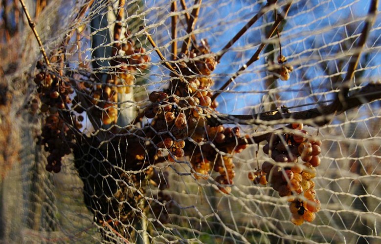 Domaine Vignau La Juscle - Aubertin - filet de protection