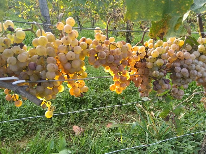 Clos Thou - Chapelle de Rousse - les vignes